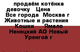продаём котёнка девочку › Цена ­ 6 500 - Все города, Москва г. Животные и растения » Кошки   . Ямало-Ненецкий АО,Новый Уренгой г.
